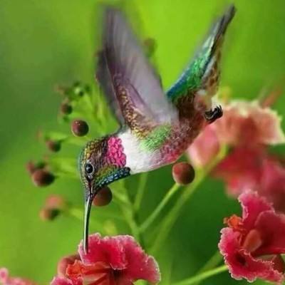 皇冠·app(中国)下载官方版app下载截图